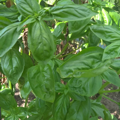 Basilikum großblättrig biogartenladen