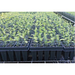 Baumschulplatte QuickPot QP40T/15 Anwendung