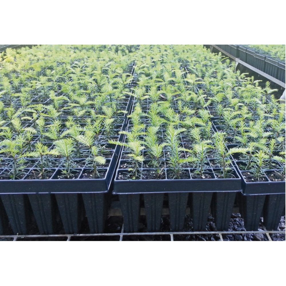 Baumschulplatte QuickPot QP40T/15 Anwendung