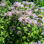 BIO Saatgut Bergamotte Monarde