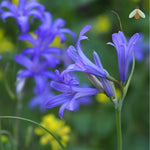 BIO Blumenzwiebeln Blaue Triteleie Corrina mit Biene
