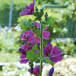 malve saatgut BIO Saatgut Blaue Malve – Biogartenladen