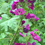 Blaue Malve biogartenladen