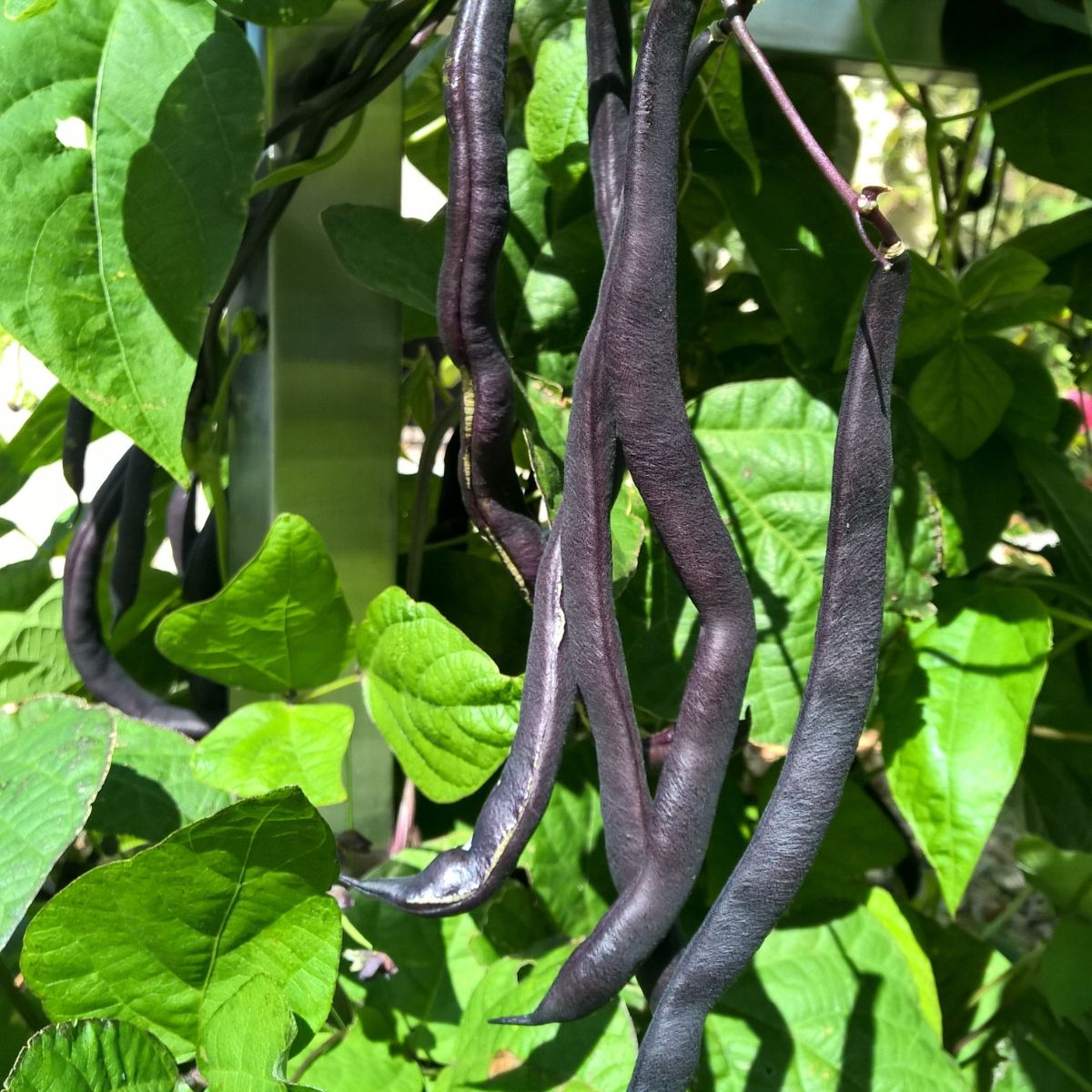Stangenbohne Blauhilde biogartenladen