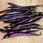 Stangenbohne Blauhilde