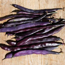 Stangenbohne Blauhilde