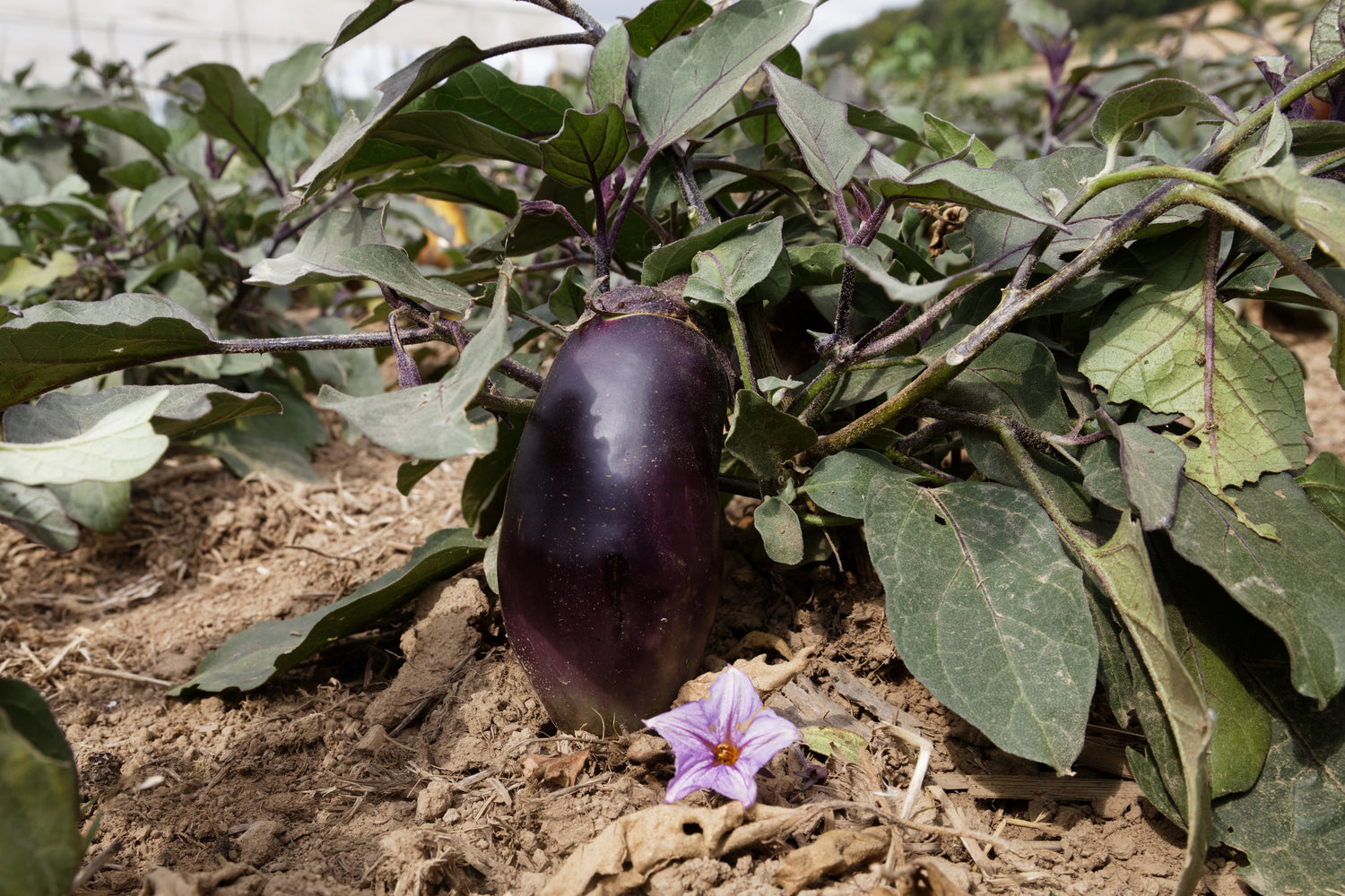 BIO Saatgut Aubergine Benarys Blaukönigin