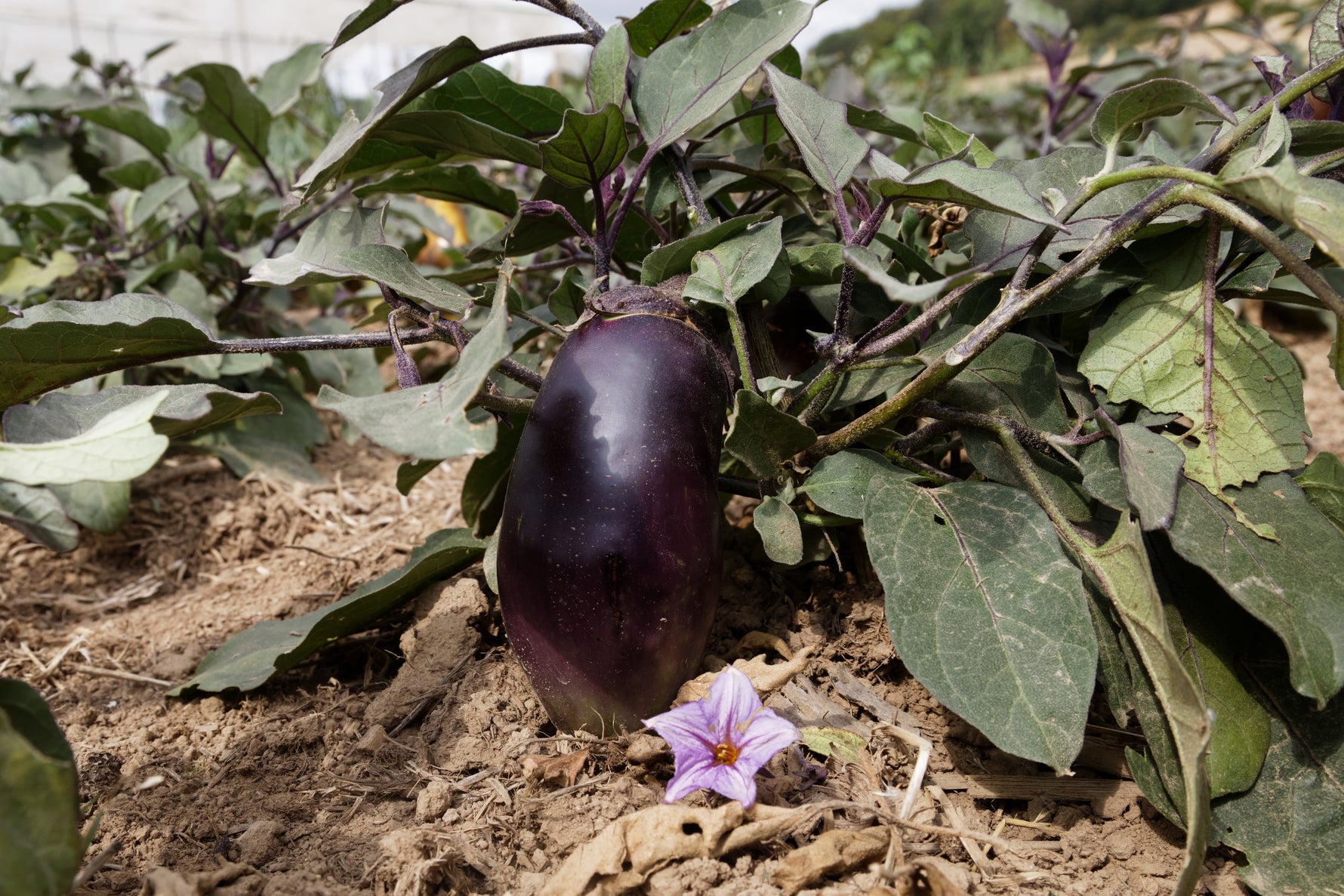 BIO Saatgut Aubergine Benarys Blaukönigin