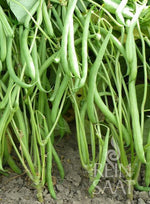 BIO Saatgut Buschbohne Domino