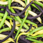 BIO Saatgut Buschbohnentrio Sativa