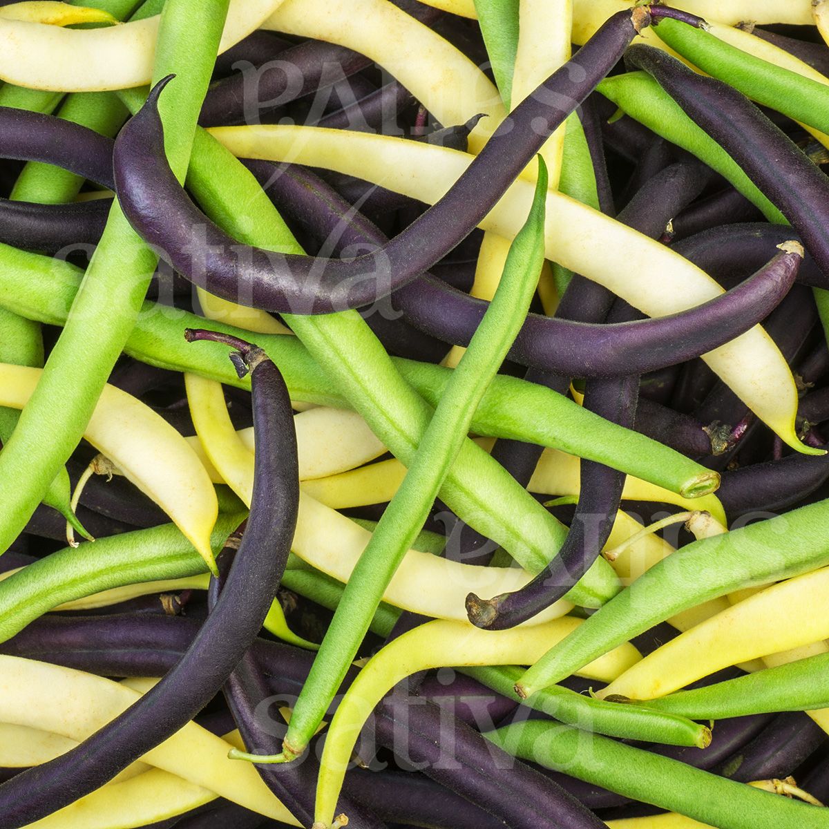 BIO Saatgut Buschbohnentrio Sativa