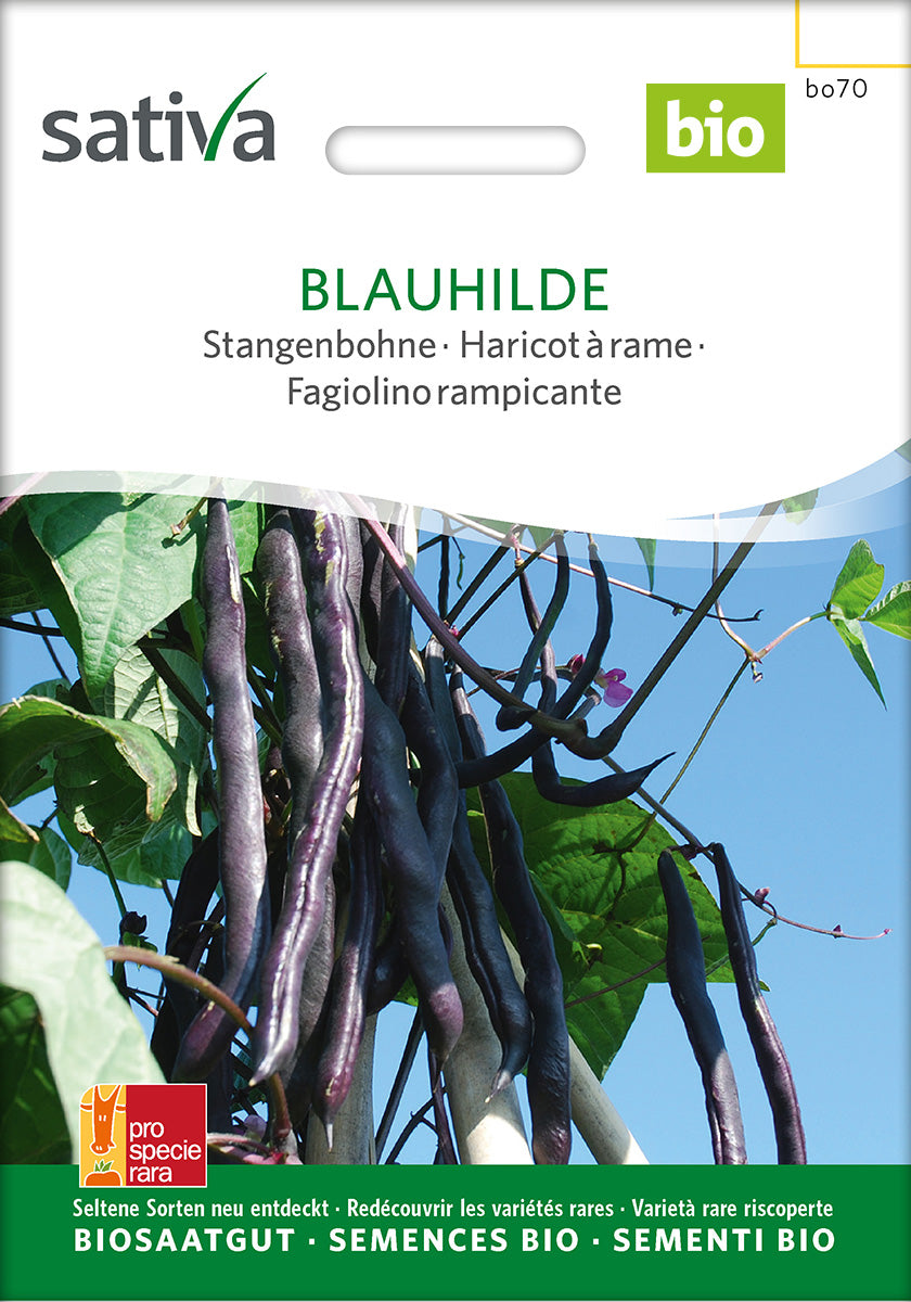 BIO Saatgut Stangenbohne Blauhilde