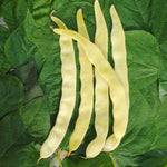 Stangenbohne Goldfield