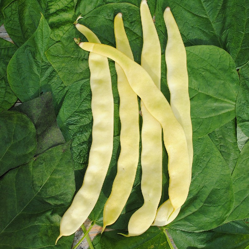 Stangenbohne Goldfield