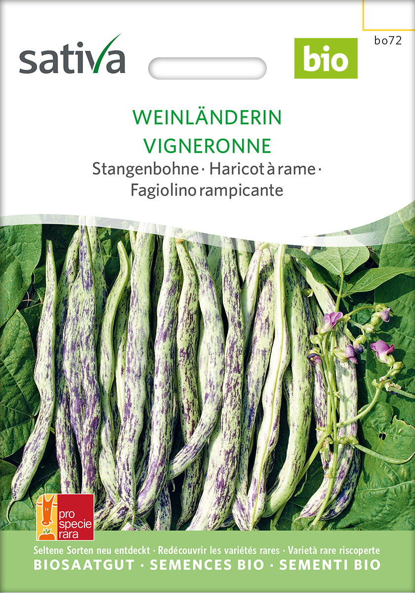 BIO Saatgut Stangenbohne Weinländerin – Biogartenladen