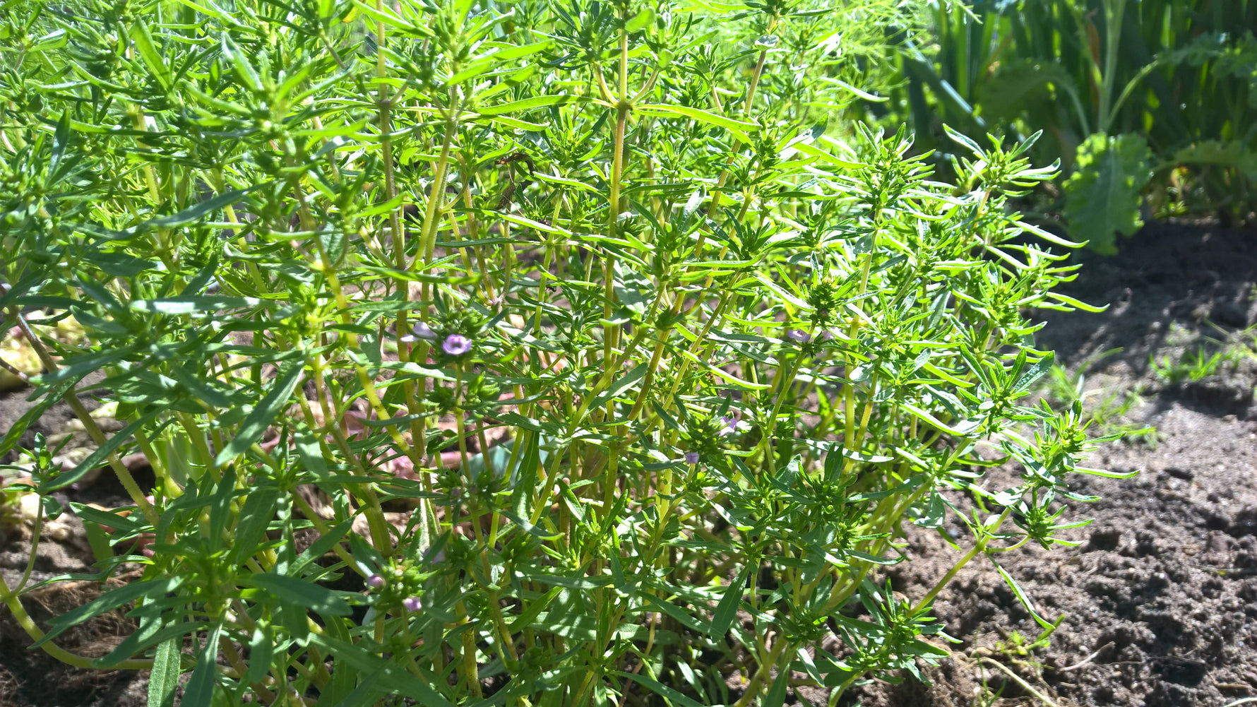 Bohnenkraut Saturn, einjährig