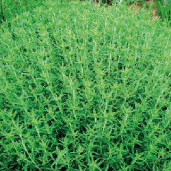 BIO Saatgut Bohnenkraut mehrjhrig  Biogartenladen