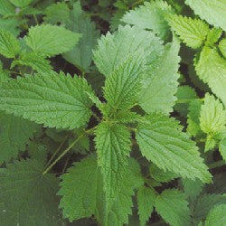 brennesselsamen saatgut BIO Saatgut Grosse Brennnessel – Biogartenladen