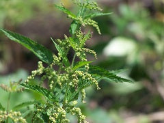 Grosse Brennnessel biogartenladen