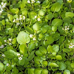 BIO Saatgut Brunnenkresse – Biogartenladen