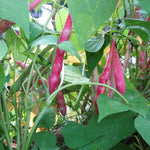 BIO Saatgut Buschbohne Kievit