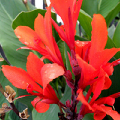 BIO Blumenzwiebeln Canna Indica Cleopatra rot 1 St.