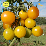 BIO Saatgut Cocktailtomate Sunviva, open source