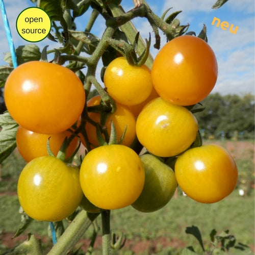BIO Saatgut Cocktailtomate Sunviva, open source