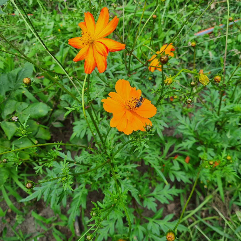 Leuchtend orange blühende Cosmea (Cosmos sulphureus) im naturnahen Garten – einjährig & bienenfreundlich