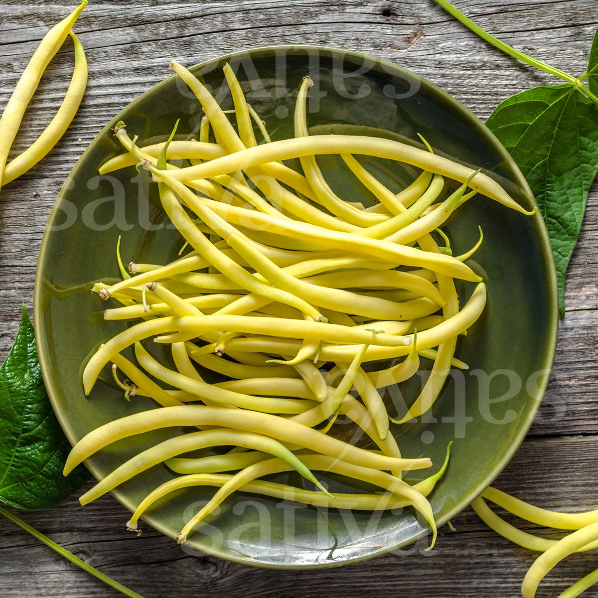 BIO Saatgut Wachsbohne Creso Sativa