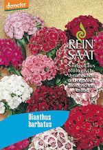 Demeter Bartnelke Saatgut – samenechte Blühmischung mit weißen bis dunkelroten Blüten, ideal für Naturgarten & Schnitt