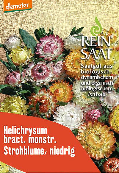 BIO Saatgut Strohblume niedrige