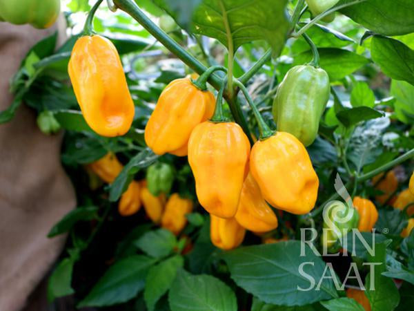 Chili Habanero orange
