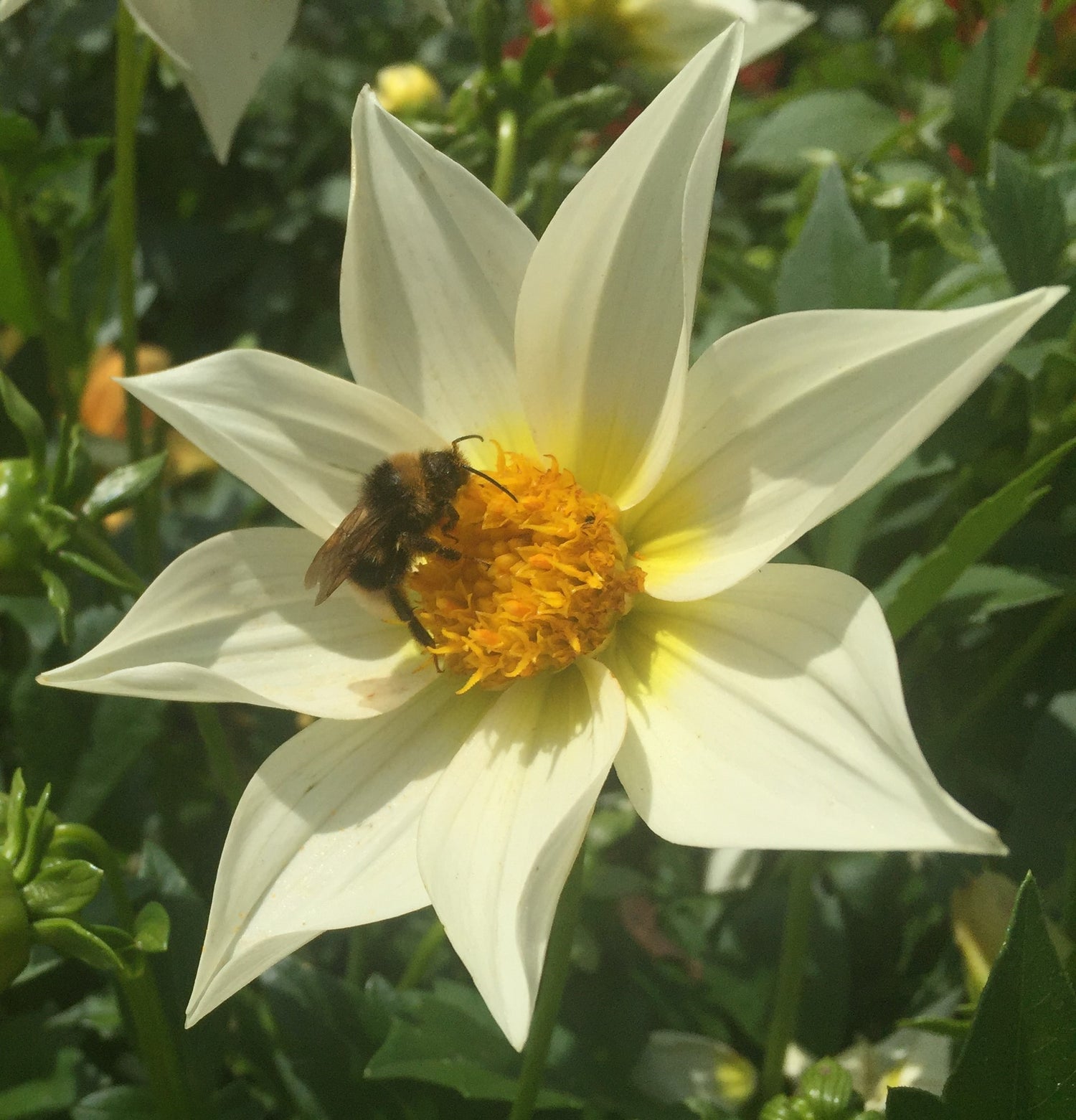 BIO Saatgut Dahlie Mignon weiß