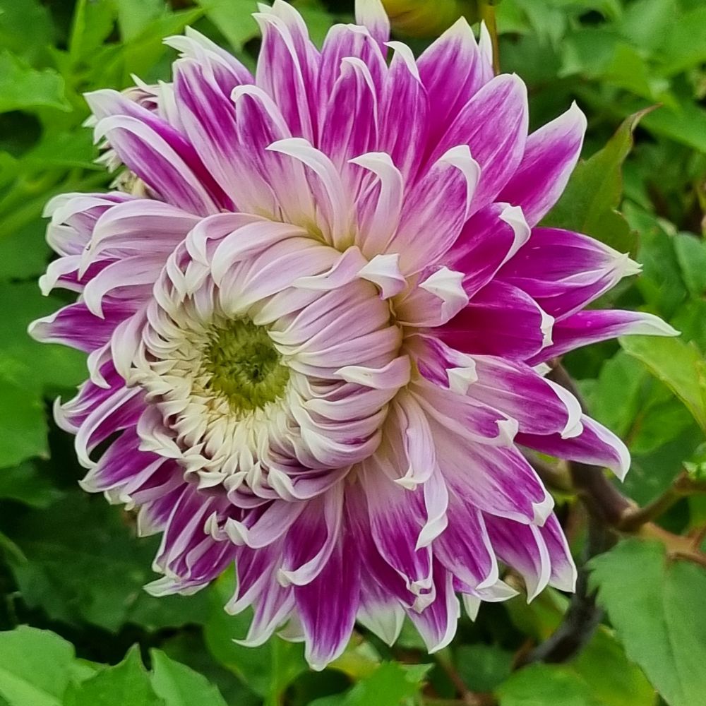 BIO Blumenzwiebeln Dahlie Avignon