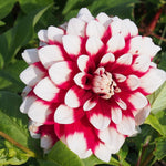 BIO Blumenzwiebeln Dahlie Duet