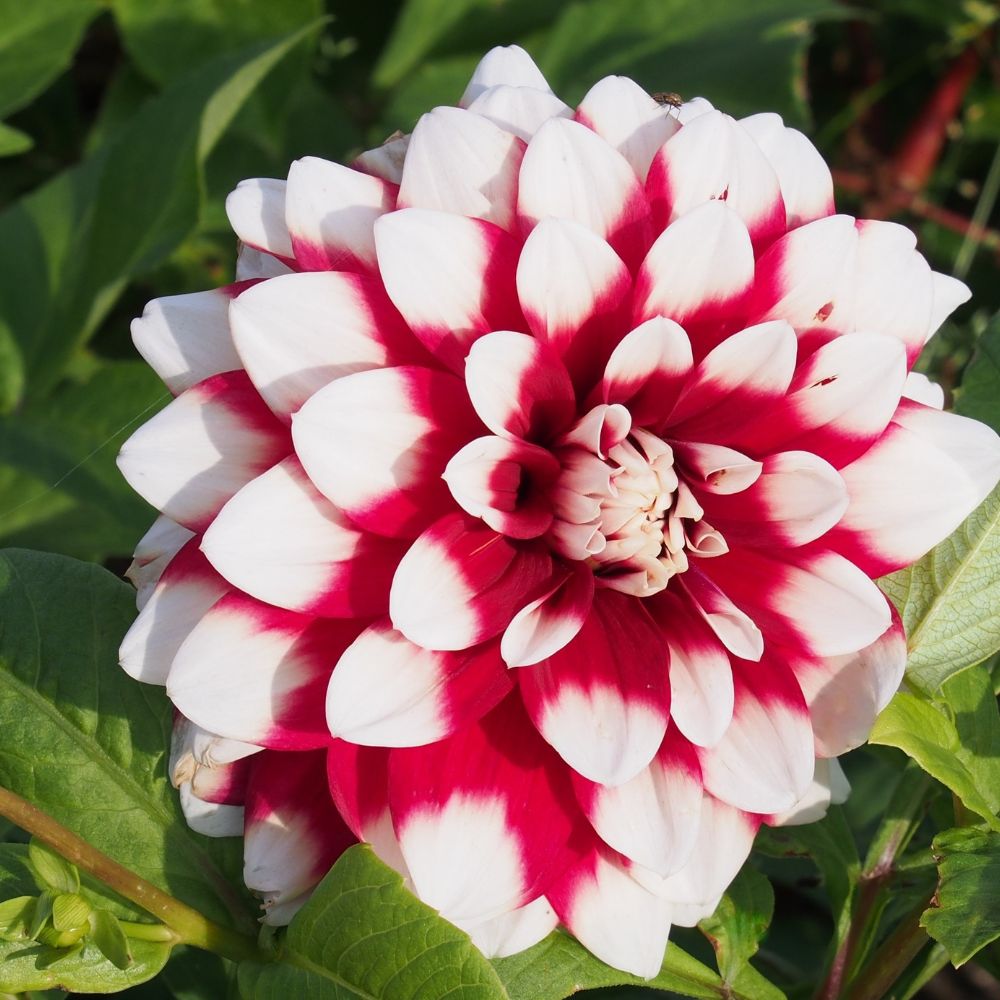 BIO Blumenzwiebeln Dahlie Duet