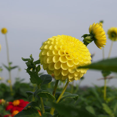 BIO Blumenzwiebeln Dahlie Golden Torch 1 Stück