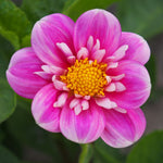 BIO Blumenzwiebeln Dahlie Hartenaas 1 Stück