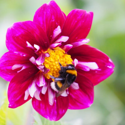 BIO Blumenzwiebel Dahlie Impression Festivo 1 Stück