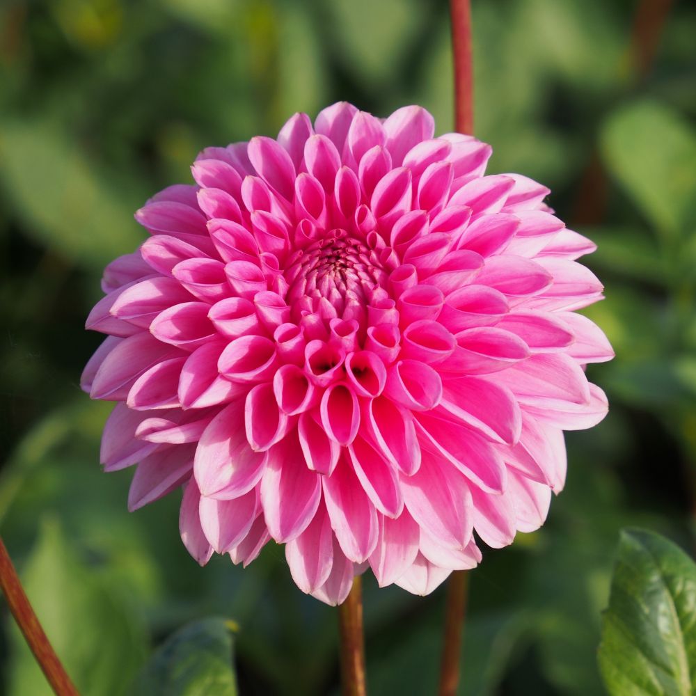 BIO Blumenzwiebeln Dahlie Sandra