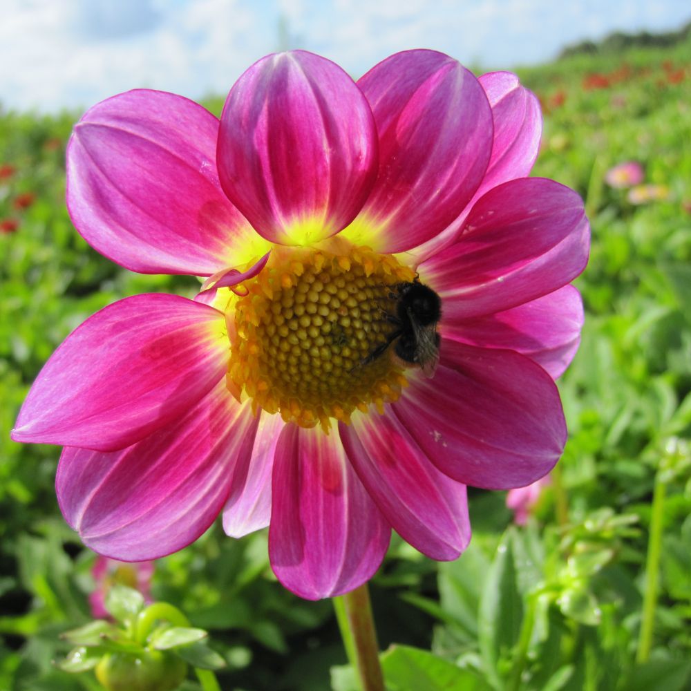 BIO Blumenzwiebeln Dahlie Sweetheart Dahlia x hortensis