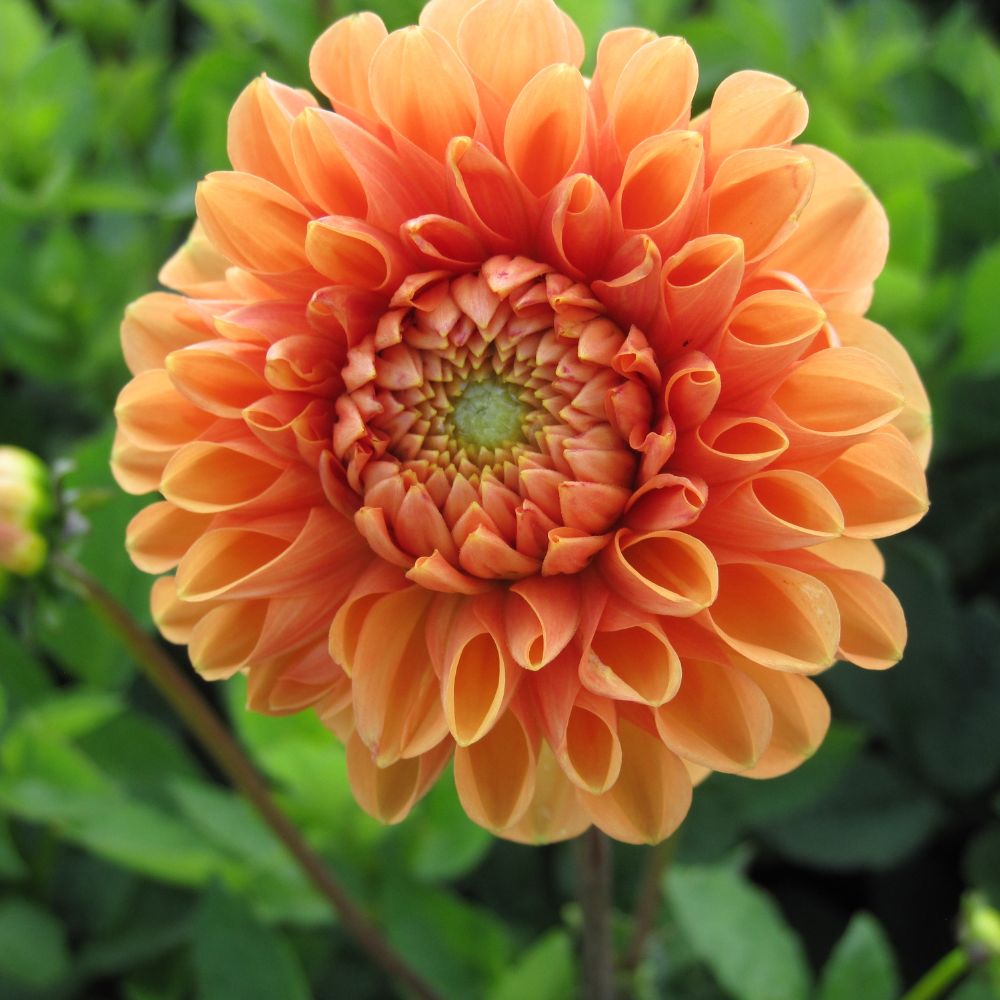 BIO Blumenzwiebeln Ball-Dahlie Sylvia