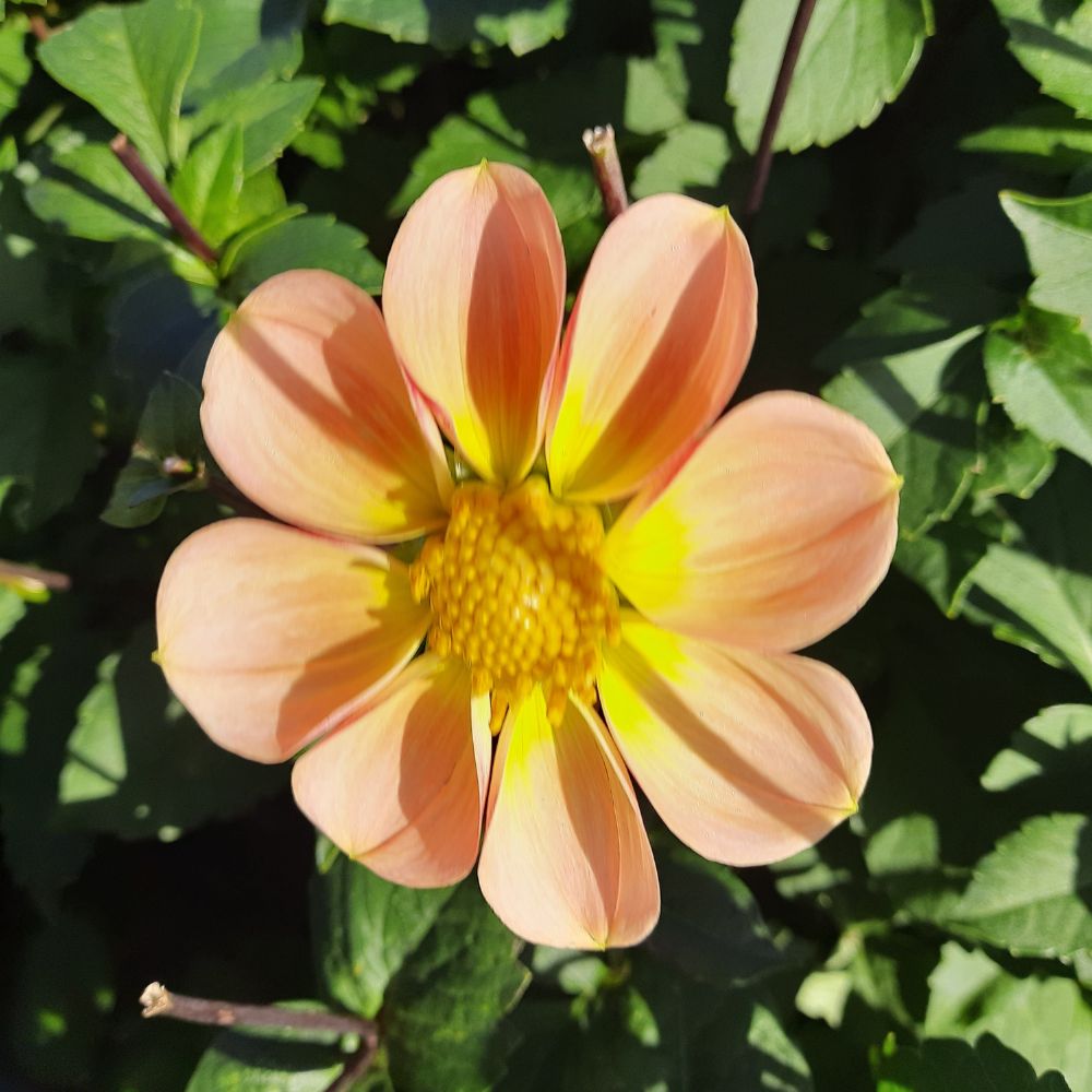 BIO Blumenzwiebeln Dahlie Topmix Apricot