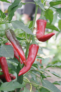 BIO Saatgut Peperoni De Cayenne