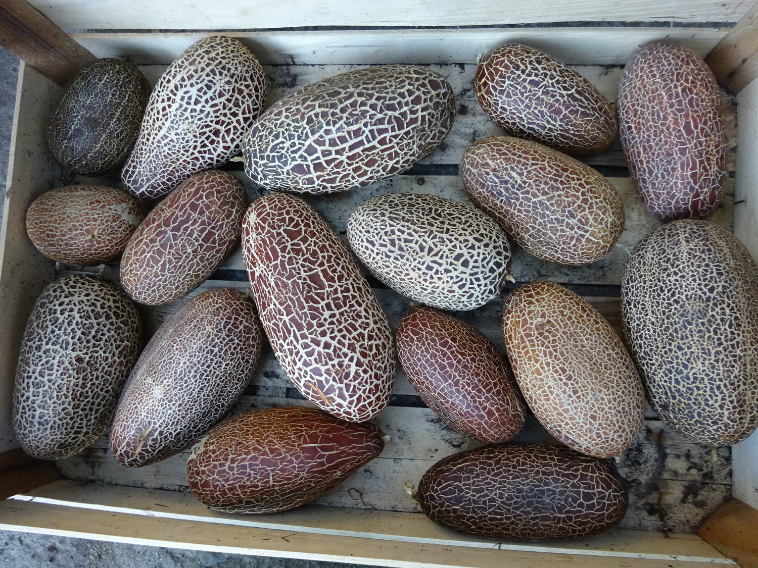 BIO Saatgut Netzgurke De Sikkim