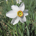 Weiße Blüte der Dichternarzisse Recurvus mit gelb-grüner Trompete – duftender Frühblüher aus ökologischem Anbau