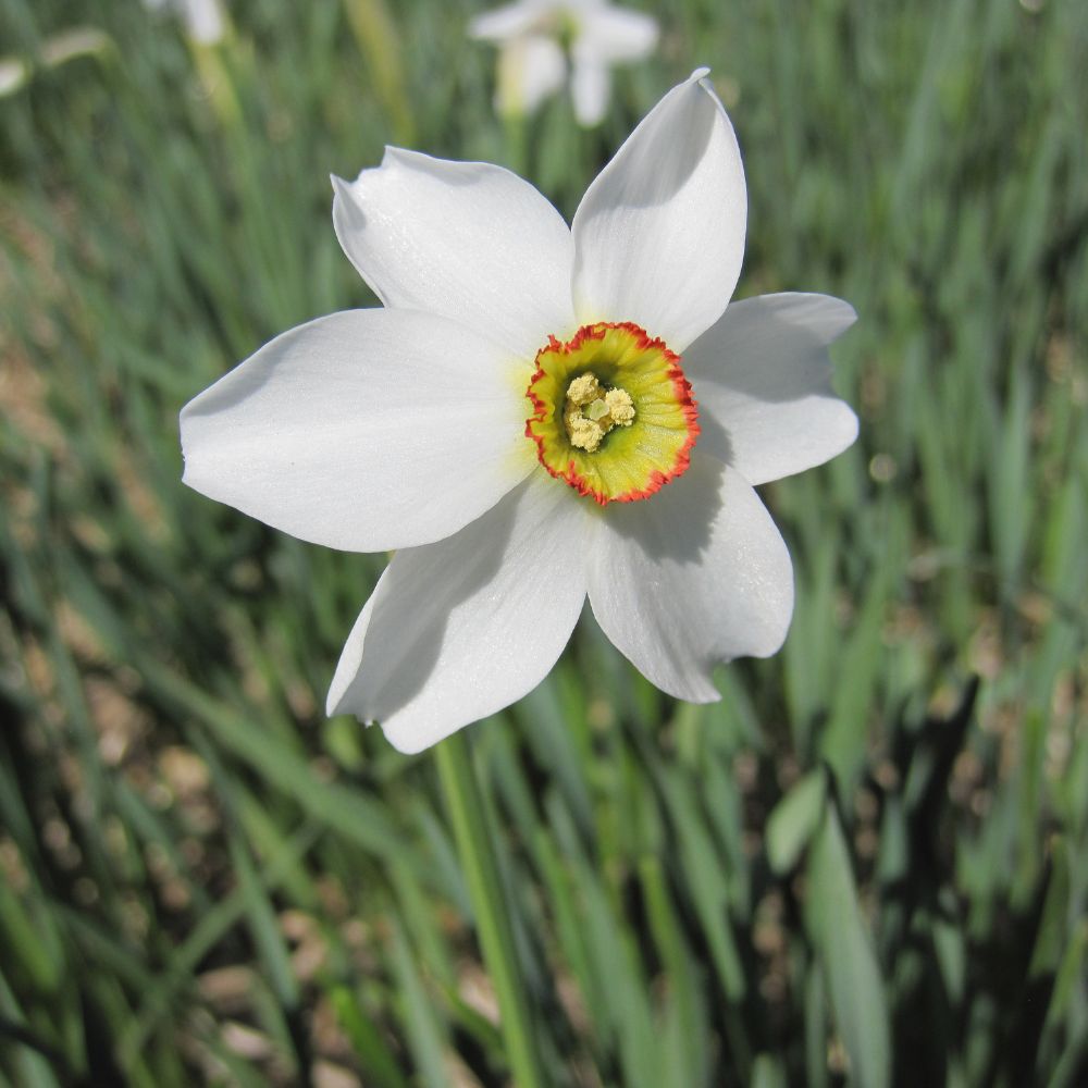 Weiße Blüte der Dichternarzisse Recurvus mit gelb-grüner Trompete – duftender Frühblüher aus ökologischem Anbau
