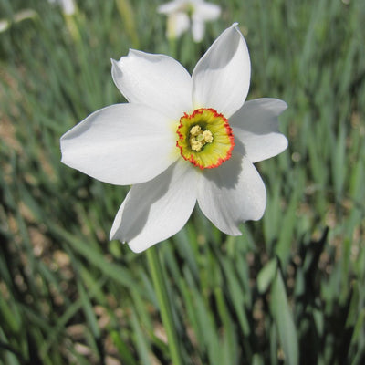 BIO Blumenzwiebeln Dichternarzisse Recurvus 10 St.