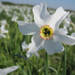 Bio-Blumenzwiebeln der Dichternarzisse Recurvus (Ecobulbs) – perfekt zum Verwildern im Naturgarten